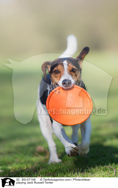 playing Jack Russell Terrier / BS-07188