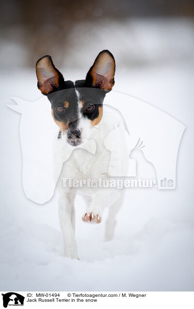 Jack Russell Terrier in the snow / MW-01494