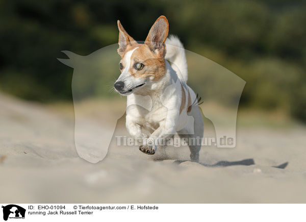 rennender Jack Russell Terrier / running Jack Russell Terrier / EHO-01094
