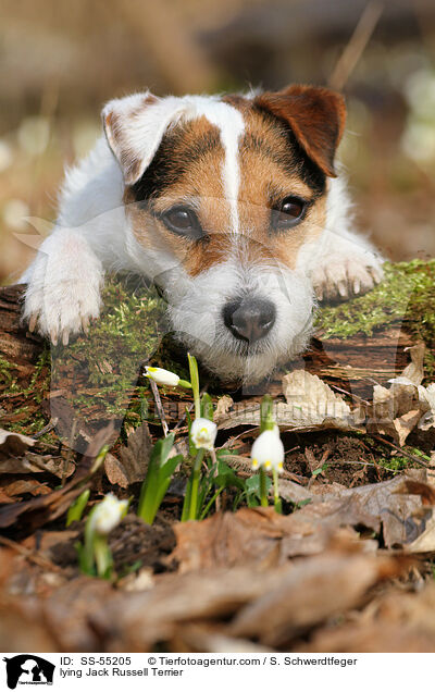lying Jack Russell Terrier / SS-55205