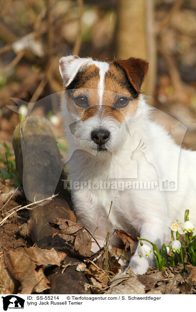 liegender Jack Russell Terrier / lying Jack Russell Terrier / SS-55214