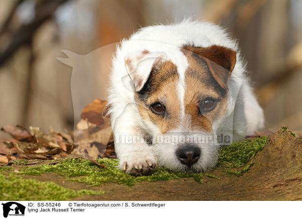 liegender Jack Russell Terrier / lying Jack Russell Terrier / SS-55246