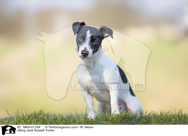 sitzender Jack Russell Terrier / sitting Jack Russell Terrier / MAH-01169
