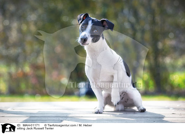 sitzender Jack Russell Terrier / sitting Jack Russell Terrier / MAH-01171