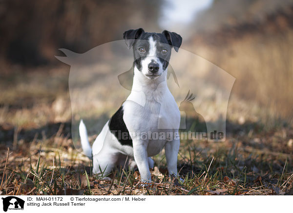 sitzender Jack Russell Terrier / sitting Jack Russell Terrier / MAH-01172