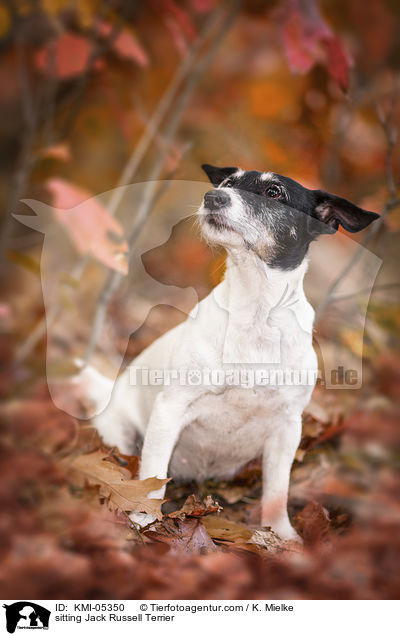 sitzender Jack Russell Terrier / sitting Jack Russell Terrier / KMI-05350