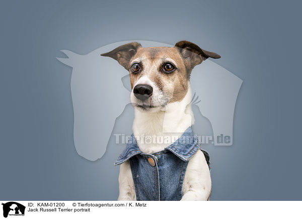 Jack Russell Terrier Portrait / Jack Russell Terrier portrait / KAM-01200