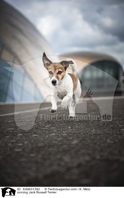 rennender Jack Russell Terrier / running Jack Russell Terrier / KAM-01392