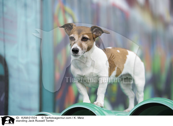 stehender Jack Russell Terrier / standing Jack Russell Terrier / KAM-01504