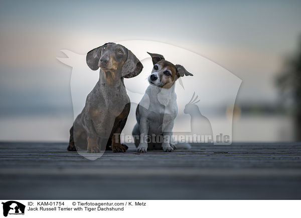 Jack Russell Terrier with Tiger Dachshund / KAM-01754
