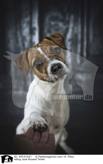 sitting Jack Russell Terrier / KFI-01431
