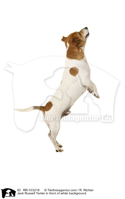 Jack Russell Terrier in front of white background / RR-103216