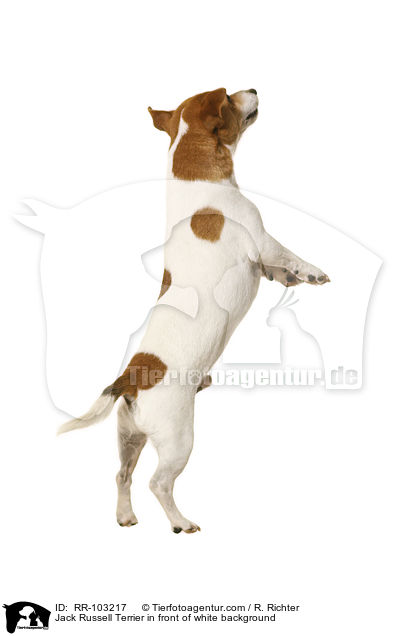 Jack Russell Terrier in front of white background / RR-103217