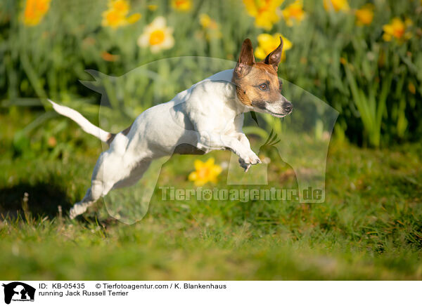 running Jack Russell Terrier / KB-05435