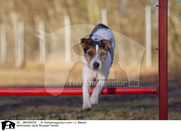 wirehaired Jack Russell Terrier / JM-06459