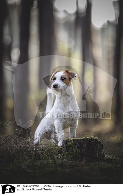 adult Jack Russell Terrier / MAH-03208