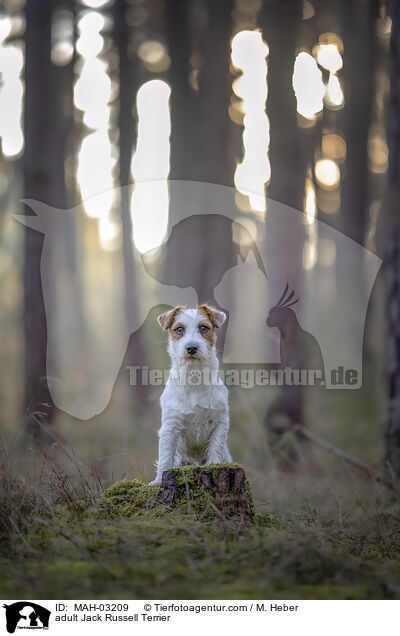 adult Jack Russell Terrier / MAH-03209