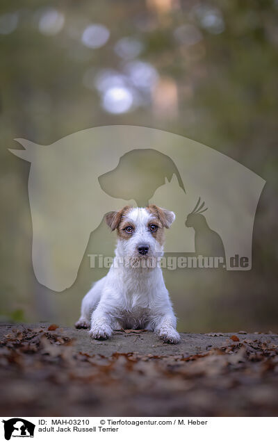 adult Jack Russell Terrier / MAH-03210
