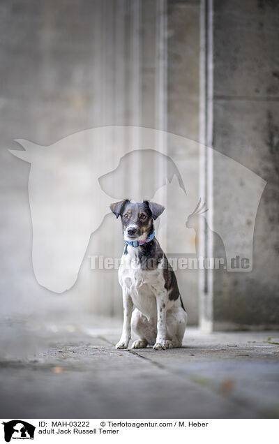 adult Jack Russell Terrier / MAH-03222