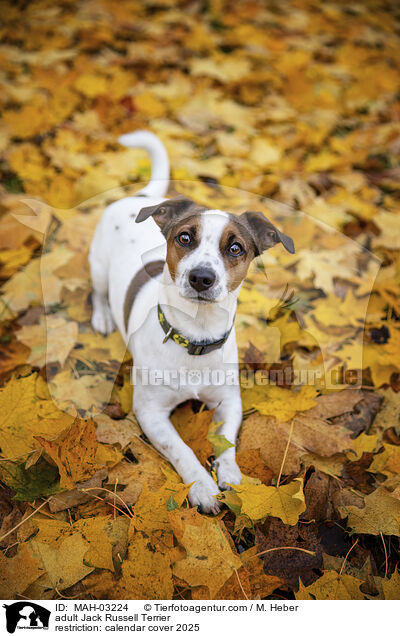 adult Jack Russell Terrier / MAH-03224