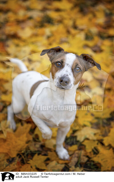 adult Jack Russell Terrier / MAH-03225