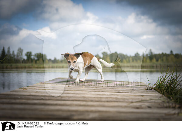 Jack Russell Terrier / KAM-02532