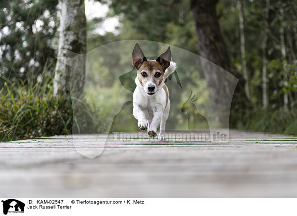 Jack Russell Terrier / KAM-02547