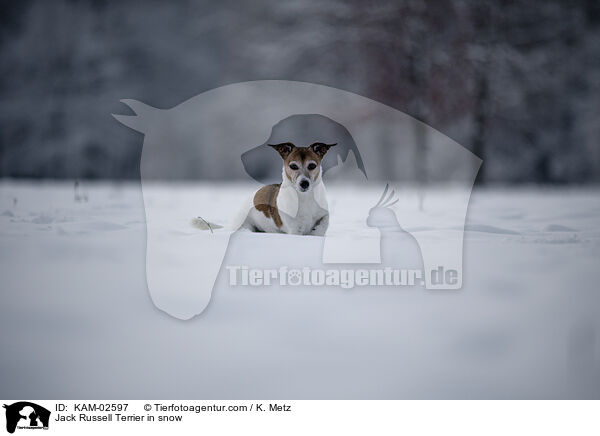 Jack Russell Terrier im Schnee / Jack Russell Terrier in snow / KAM-02597