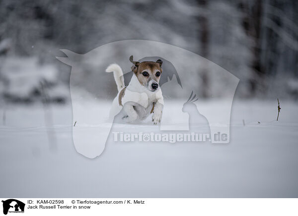 Jack Russell Terrier im Schnee / Jack Russell Terrier in snow / KAM-02598