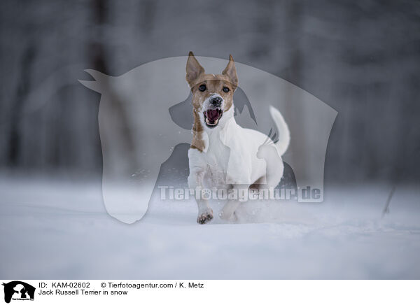 Jack Russell Terrier in snow / KAM-02602