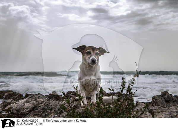 Jack Russell Terrier / Jack Russell Terrier / KAM-02626