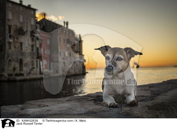 Jack Russell Terrier / KAM-02638