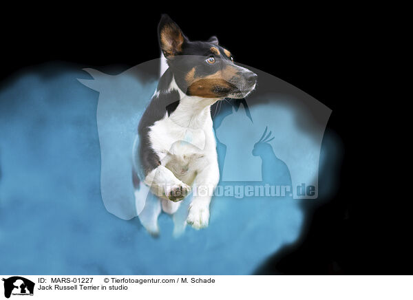 Jack Russell Terrier in studio / MARS-01227