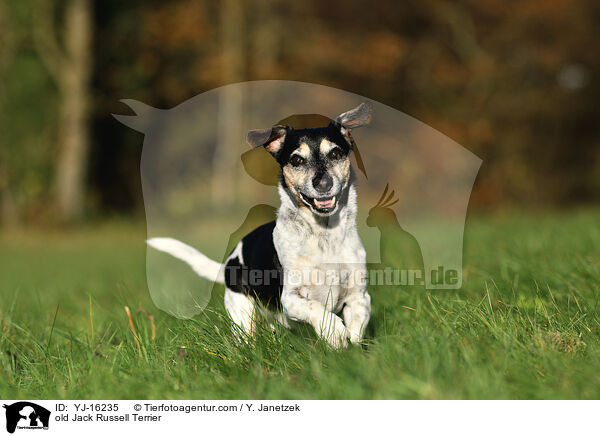 old Jack Russell Terrier / YJ-16235