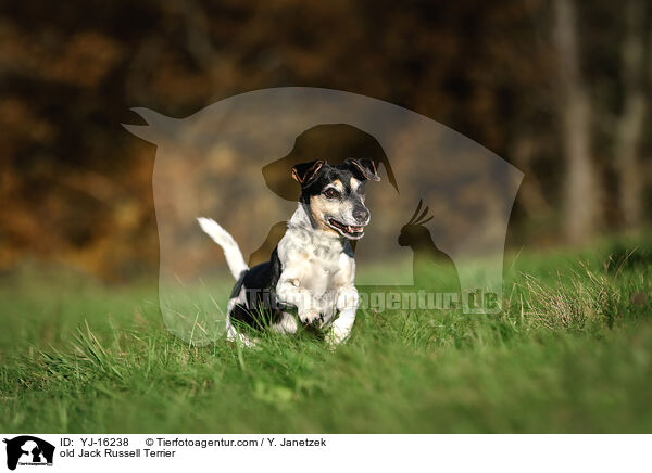 old Jack Russell Terrier / YJ-16238