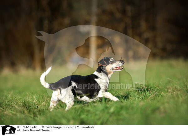 Jack Russell Terrier Senior / old Jack Russell Terrier / YJ-16248