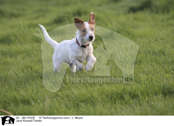Jack Russell Terrier / JM-15308