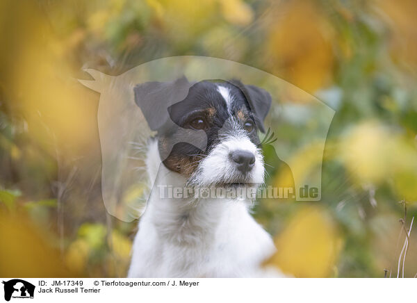 Jack Russell Terrier / JM-17349