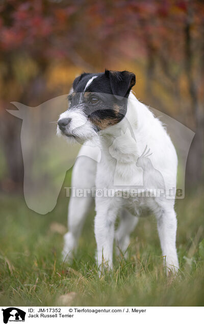 Jack Russell Terrier / Jack Russell Terrier / JM-17352