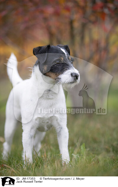 Jack Russell Terrier / JM-17353