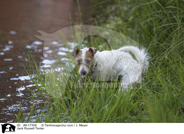 Jack Russell Terrier / JM-17358