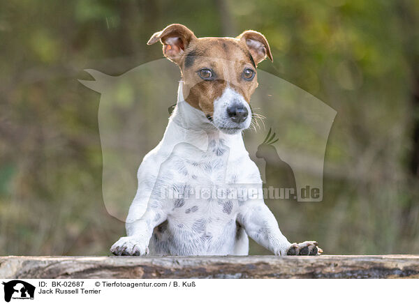 Jack Russell Terrier / BK-02687