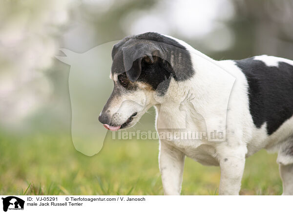 Jack Russell Terrier Rde / male Jack Russell Terrier / VJ-05291