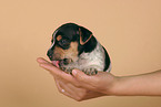 Jack Russell Terrier puppy in hands