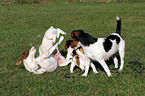 Jack Russell Terrier mother with puppies