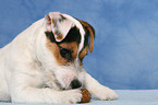 nibbling young Jack Russell Terrier