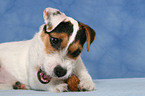 nibbling young Jack Russell Terrier