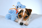 Jack Russell Terrier with teddy