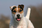 trimmed Jack Russell Terrier
