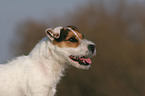 trimmed Jack Russell Terrier